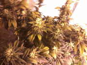 6_weeks_019.jpg