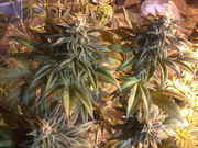 6_weeks_025.jpg