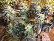 6_weeks_027.jpg