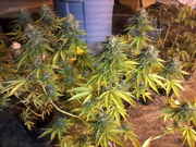 6_weeks_036.jpg