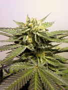 moms second grow, a pictorial - Cannabis Cultivation - Growery Message ...