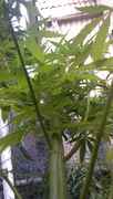IMAG0451.jpg