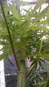 IMAG0452.jpg