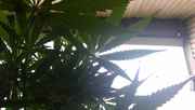 IMAG0453.jpg