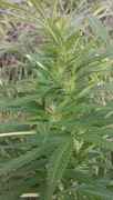 IMAG0454.jpg