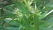 IMAG0455.jpg