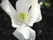 growables_003.jpg