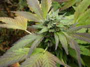 growables_006.jpg