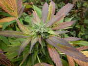 growables_011.jpg
