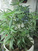 bill47_007.jpg