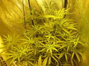 Copy_2_of_june2012_ebay_016.jpg