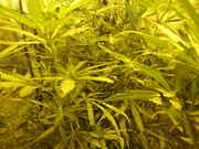 Copy_2_of_june2012_ebay_020.jpg