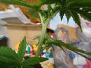 DSCN0315.jpg