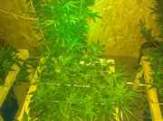 IMG_20120701_200355.jpg
