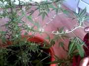 Snapshot_20120917_4.jpg