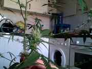 Snapshot_20120917_7.jpg