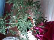 Snapshot_20120917_6.jpg