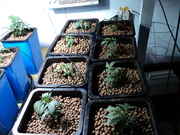 DSC01084.jpg