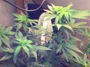 canna_2.jpg