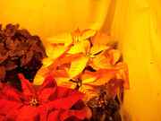 bushy_012.jpg