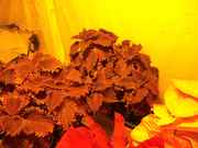 bushy_014.jpg