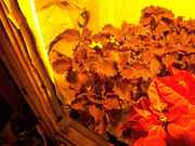 bushy_016.jpg