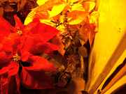 bushy_017.jpg