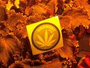 bushy_019.jpg