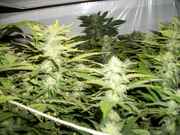 bushy_020.jpg