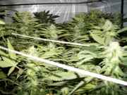 bushy_021.jpg