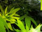 bushy_022.jpg