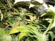 bushy_023.jpg