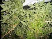 bushy_025.jpg