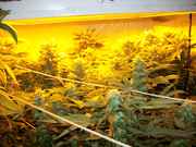 bushy_026.jpg