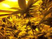 bushy_027.jpg