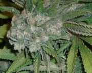 ak48_1.jpg