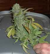 ak48_2.jpg