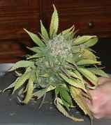 ak48_3.jpg