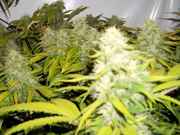 budporn1_001.jpg