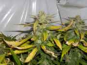 budporn1_003.jpg