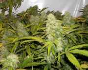 budporn1_004.jpg