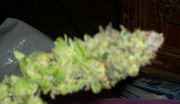 downshegoes_009.jpg