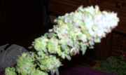 downshegoes_010.jpg