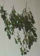 downshegoes_013.jpg