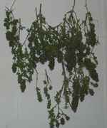 downshegoes_014.jpg