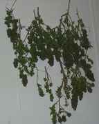 downshegoes_015.jpg