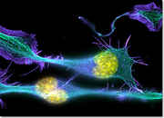 Differentiating_Neuronal_Cells.jpg