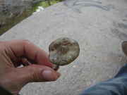 ovoids_2013_008.jpg