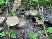 ovoids_2013_019.jpg