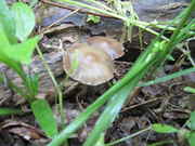 ovoids_2013_020.jpg